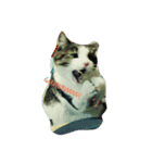 猫のあにぃ（個別スタンプ：1）