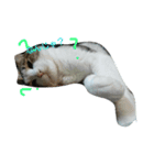 猫のあにぃ（個別スタンプ：2）