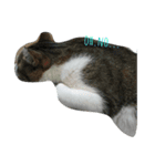 猫のあにぃ（個別スタンプ：3）