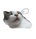猫のあにぃ（個別スタンプ：4）