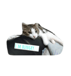 猫のあにぃ（個別スタンプ：5）