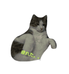 猫のあにぃ（個別スタンプ：6）
