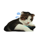 猫のあにぃ（個別スタンプ：8）