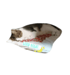 猫のあにぃ（個別スタンプ：9）