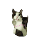 猫のあにぃ（個別スタンプ：10）