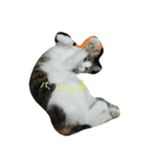猫のあにぃ（個別スタンプ：11）
