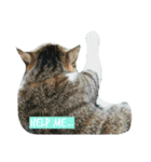 猫のあにぃ（個別スタンプ：12）