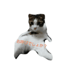 猫のあにぃ（個別スタンプ：13）
