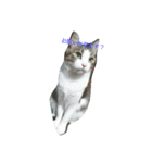 猫のあにぃ（個別スタンプ：14）