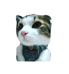 猫のあにぃ（個別スタンプ：15）