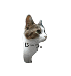 猫のあにぃ（個別スタンプ：16）