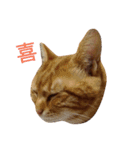 猫（きなこ）スタンプ集（個別スタンプ：1）
