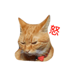 猫（きなこ）スタンプ集（個別スタンプ：2）