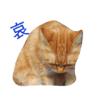 猫（きなこ）スタンプ集（個別スタンプ：3）