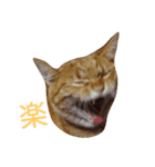 猫（きなこ）スタンプ集（個別スタンプ：4）