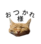 猫（きなこ）スタンプ集（個別スタンプ：6）