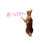 猫（きなこ）スタンプ集（個別スタンプ：7）