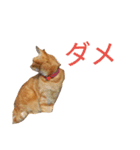 猫（きなこ）スタンプ集（個別スタンプ：8）