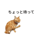 猫（きなこ）スタンプ集（個別スタンプ：10）