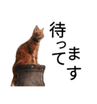 猫（きなこ）スタンプ集（個別スタンプ：11）
