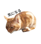猫（きなこ）スタンプ集（個別スタンプ：12）