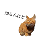 猫（きなこ）スタンプ集（個別スタンプ：13）