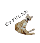 猫（きなこ）スタンプ集（個別スタンプ：14）