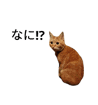 猫（きなこ）スタンプ集（個別スタンプ：15）