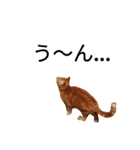猫（きなこ）スタンプ集（個別スタンプ：16）