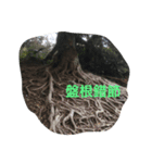 The revelation of nature（個別スタンプ：3）