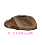 ワンコっこ 2（個別スタンプ：1）