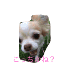 ワンコっこ 2（個別スタンプ：11）