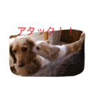 ワンコっこ 2（個別スタンプ：16）