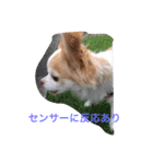 ワンコっこ 2（個別スタンプ：17）