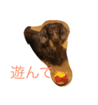 ワンコっこ 2（個別スタンプ：20）