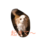 ワンコっこ 2（個別スタンプ：23）