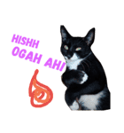 ひがしいさん、可愛い猫ちゃん（個別スタンプ：2）