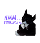 ひがしいさん、可愛い猫ちゃん（個別スタンプ：3）