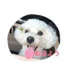 ココ（マルプー）の日常（個別スタンプ：1）