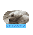 ココ（マルプー）の日常（個別スタンプ：2）