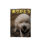ココ（マルプー）の日常（個別スタンプ：7）