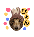 ぷぅしぃゆず3（個別スタンプ：3）