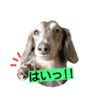 ぷぅしぃゆず3（個別スタンプ：4）