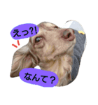 ぷぅしぃゆず3（個別スタンプ：7）