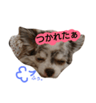 ぷぅしぃゆず3（個別スタンプ：11）