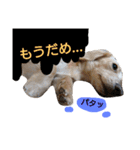 ぷぅしぃゆず3（個別スタンプ：12）