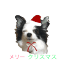 チワワのういくん（個別スタンプ：2）