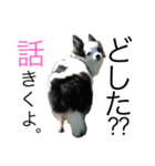 チワワのういくん（個別スタンプ：3）