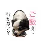 チワワのういくん（個別スタンプ：6）