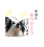 チワワのういくん（個別スタンプ：16）
